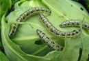 5 проверенных средств борьбы с гусеницами на капусте