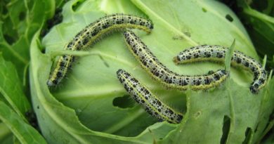 Методы борьбы с гусеницами на капусте