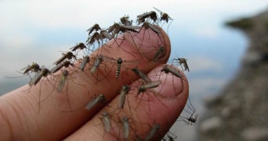 Как мне удалось избавиться от комаров на даче при помощи трав