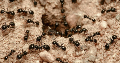 Какую пользу приносят муравьи