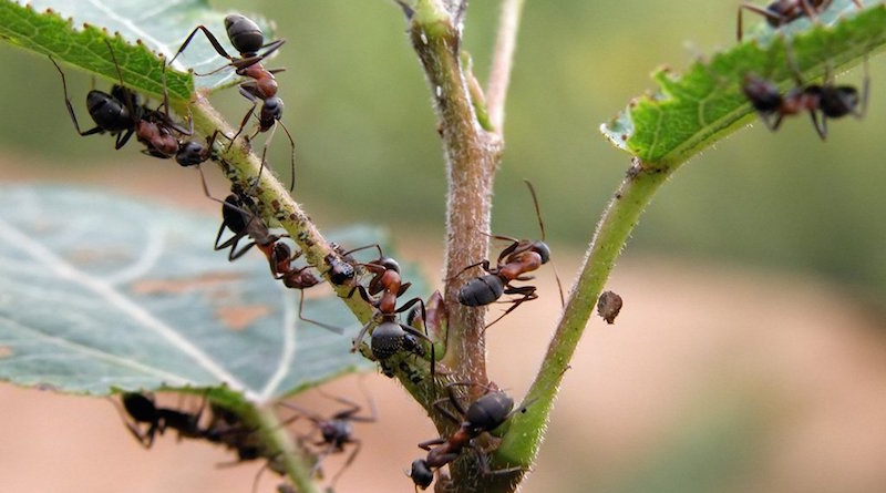 Избавляемся от муравьев при помощи детской присыпки