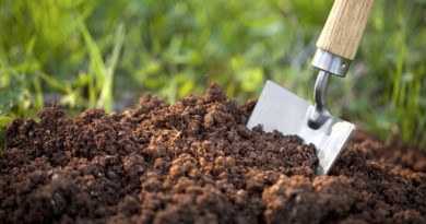 Измеряем кислотность почвы в домашних условиях