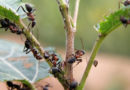 Как избавиться от тли и муравьев на деревьях одновременно