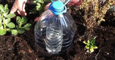 Рациональная система капильного полива из пластиковых бутылок