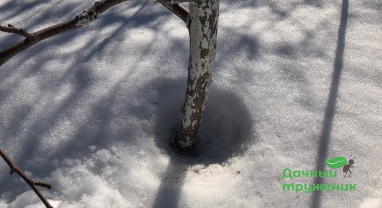 Снег вокруг стволов деревьев тает быстрее