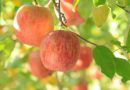 Осенняя подготовка яблони к будущему сезону