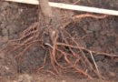 Как избавиться от корней в огороде не спиливая деревья
