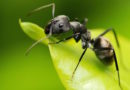 Как уничтожить муравьев в огороде: быстрый и бесплатный способ