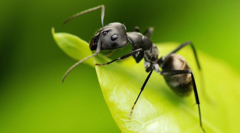 Избавляемся от муравьев в огороде