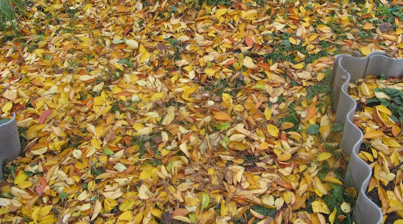 Осенняя листва лежит на участке между грядок