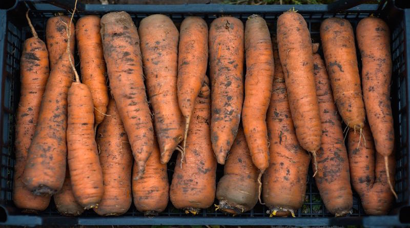 Ошибки при хранении моркови