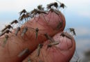 Избавляемся от комаров на даче при помощи самодельной ловушки