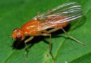 Избавляемся от морковной мухи без заморочек: личный опыт