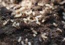 Случайно раскопали в огороде муравейник: что делать, чтобы вредители не разбежались