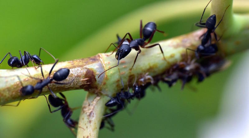 Избавляемся от муравьев при помощи нашатырного спирта