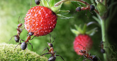 Приносят ли пользу муравьи для огорода