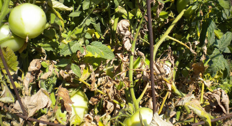 Сухие свернувшиеся листья томатов. Фузариоз.
