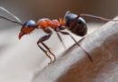 Нашатырный спирт против муравьёв в огороде. Как применять и какого результата ожидать